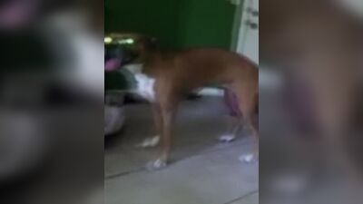 Dog girl: bestiality lovers