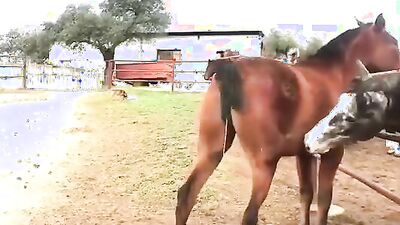 Bestiality porno: 3d dogs girls fucking