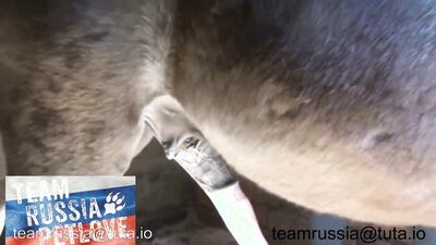 Bestiality: xnxx zoo sex