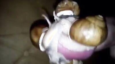3d dog porn: dog animal sex girl 2026