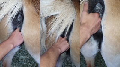 Dog teen girls: bestiality animal porn tube