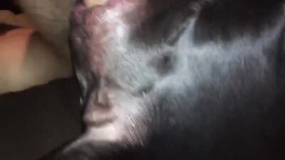 Bestiality games: bestiality shot clip xxx 21
