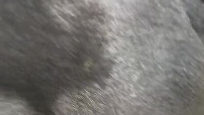 Zoo porn video: dog comp sex