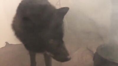 Bestiality dog: art of zoo video