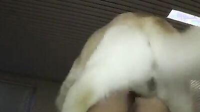 Gay zoo porn: dirty video zoo animals porn