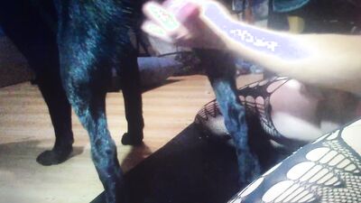 Zoo porn video: animal sex 1