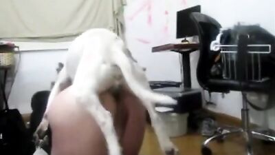 Animal porno: zoo horse cartoon porn