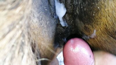 Porn bestiality: zoo sex anal