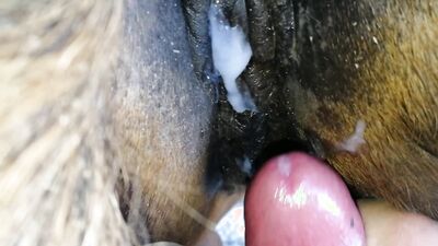 Porn bestiality: zoo sex anal