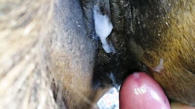 Porn bestiality: zoo sex anal