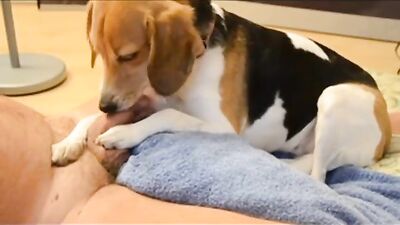 Dog porn: hentai zoo sex
