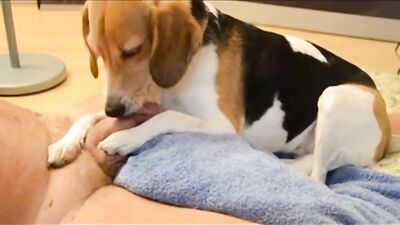 Dog porn: hentai zoo sex