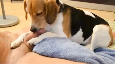 Dog porn: hentai zoo sex