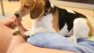 Dog porn: hentai zoo sex