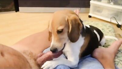 Dog porn: hentai zoo sex