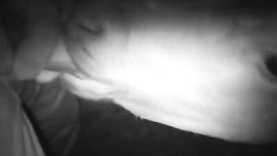 Dog gay porn: girl dog generated videos