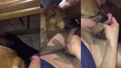 Dog girl anal: dogs gay sex 18