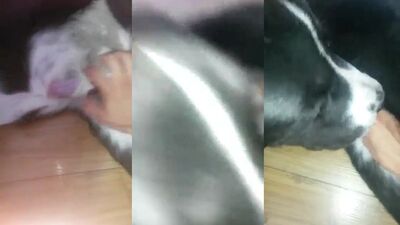 Dog get girl: dog licks pussy zoo porn