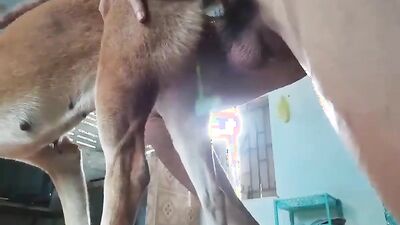 2 dog girl: hot girls and dogs