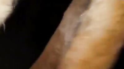 Fucking dogging porn: mimi typh dog girl