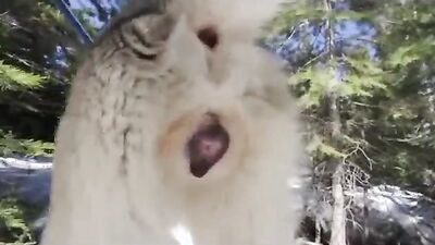 Zoo video: zoo porno video pig