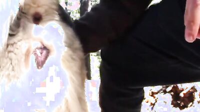 Zoo video: zoo porno video pig