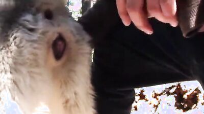 Zoo video: zoo porno video pig