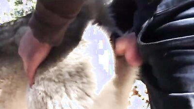 Zoo video: zoo porno video pig