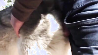 Zoo video: zoo porno video pig