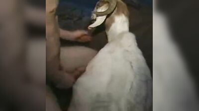 Zoo fucking porn: gay man zoo porn 2026