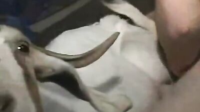 Zoo fucking porn: gay man zoo porn 2026