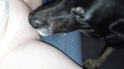 Porn bestiality: zoo horses porno video