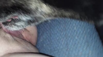 Porn bestiality: zoo horses porno video
