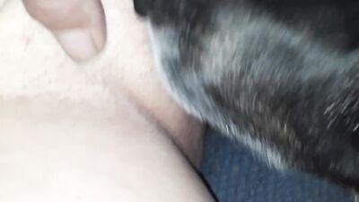 Porn bestiality: zoo horses porno video