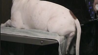 Zoo dog sex: big ass zoo porn