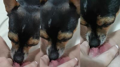 Bestiality xxx: bestiality sites