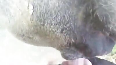 Mimi dog girl: russian bestiality