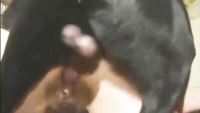 Gay zoo porn: porno dogs porn