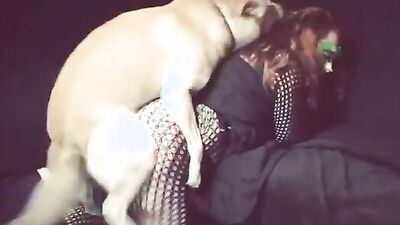 Dogs having sex: zoo sex animals dogs