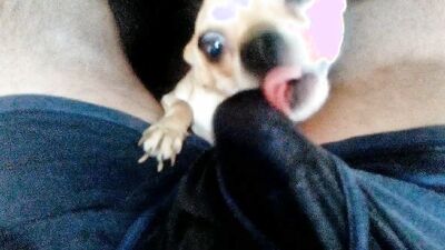Dog's porn: sex porno animals dogs