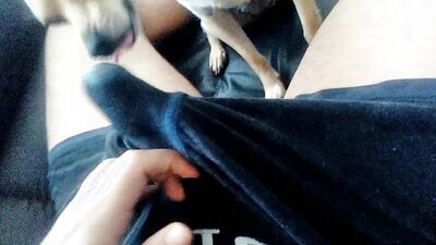 Dog's porn: sex porno animals dogs