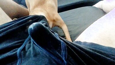 Dog's porn: sex porno animals dogs