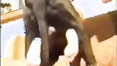 Zoo sex video: dog sex stray x