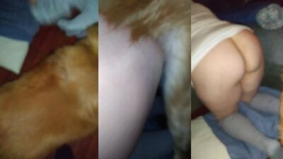 3d bestiality: porn animated dogs