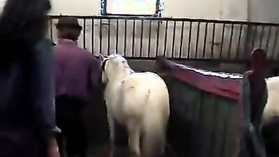 Animal porn: animals vs women sex
