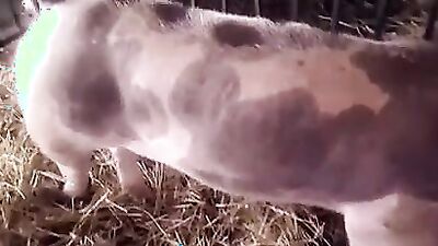 Girl dog video: zoo porno seks video