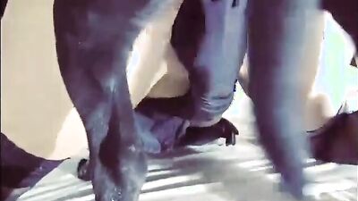 Zoo sex porn: animal porn compilation tube