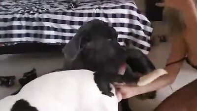 Boy girl dog: dog porn movies