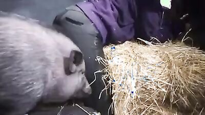 1 girl 5 dog: tick zoo porno video