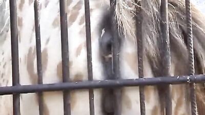 Dog sex porn: part zoo porn